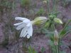 White Campion; Evening Lychnis; White Cockle (Silene latifolia, Silene Alba)