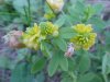 Hop Clover (Trifolium aureum)
