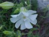 White Campion; Evening Lychnis; White Cockle (Silene latifolia, Silene Alba)
