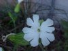 White Campion; Evening Lychnis; White Cockle (Silene latifolia, Silene Alba)