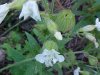 White Campion; Evening Lychnis; White Cockle (Silene latifolia, Silene Alba)