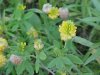 Hop Clover (Trifolium aureum)