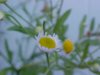 Daisy Fleabane (Erigeron annus)