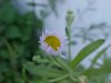 Daisy Fleabane (Erigeron annus)
