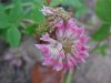 Red Clover (Trifolium pratense)