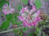 Red Clover (Trifolium pratense)