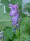 Cow Vetch; Blue Vetch; Bird Vetch (Vicia cracca)