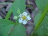 Common Strawberry (Fragaria virginiana)