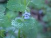 Ground Ivy; Gill-over-the-ground;  Creeping Charlie (Glechoma  hederacea)