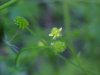 Common Buttercup (Ranunculus acris)