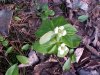 Bunchberry (Cornus canadensis)