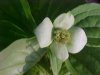 Bunchberry (Cornus canadensis)