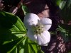 Bunchberry (Cornus canadensis)