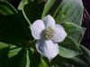 Bunchberry (Cornus canadensis)