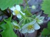 Common Strawberry (Fragaria virginiana)