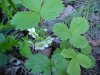 Common Strawberry (Fragaria virginiana)
