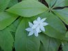 Starflower (Trientalis borealis)