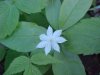 Starflower (Trientalis borealis)