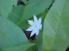 Starflower (Trientalis borealis)