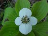 Bunchberry (Cornus canadensis)