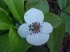 Bunchberry (Cornus canadensis)