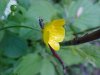 Common Buttercup (Ranunculus acris)