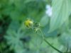 Budding Common Buttercup (Ranunculus acris)