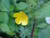 Common Buttercup (Ranunculus acris)