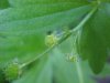 Kidneyleaf Buttercup (Ranunculus abortivus)