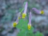 Pale Corydalis (Corydalis sempervirens)