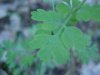 Pale Corydalis (Corydalis sempervirens)