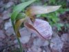 Pink Lady's-Slipper (Cypripedium acaule)