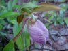 Pink Lady's-Slipper (Cypripedium acaule)