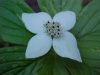 Bunchberry (Cornus canadensis)