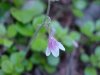 Twinflower (Linnaea borealis)