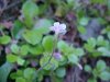 Twinflower (Linnaea borealis)