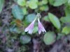 Twinflower (Linnaea borealis)