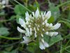 White Clover; Dutch Clover (Trifolium repens)