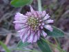 Red Clover (Trifolium pratense)