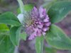 Red Clover (Trifolium pratense)