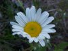 Oxeye Daisy (Leucanthemum vulgare; Chrysanthemum leucanthemum)
