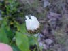 Oxeye Daisy (Leucanthemum vulgare; Chrysanthemum leucanthemum)