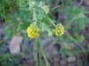 Black Medick (Medicago lupulina)