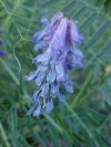 Cow Vetch; Blue Vetch; Bird Vetch (Vicia cracca)