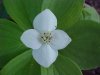 Bunchberry (Cornus canadensis)