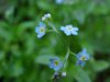 True Forget-me-not (Myosotis scorpioides)