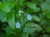 True Forget-me-not (Myosotis scorpioides)