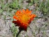 Orange Hawkweed; Devil's Paintbrush (Hieracium aurantiacum)