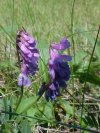 Cow Vetch; Blue Vetch (Vicia cracca)
