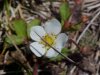Common Strawberry (Fragaria virginiana)